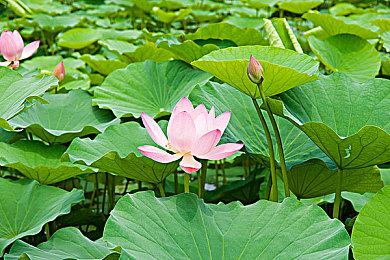 GOG喜加一：《巫师》系列数字特典免费领取